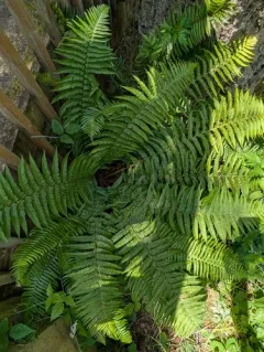 Borrer's Male-fern thumbnail 1