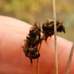 Needleleaf sedge thumbnail 2