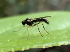 Leptopeza disparilis thumbnail 3