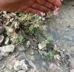 Bent-flower Milkvetch thumbnail 4