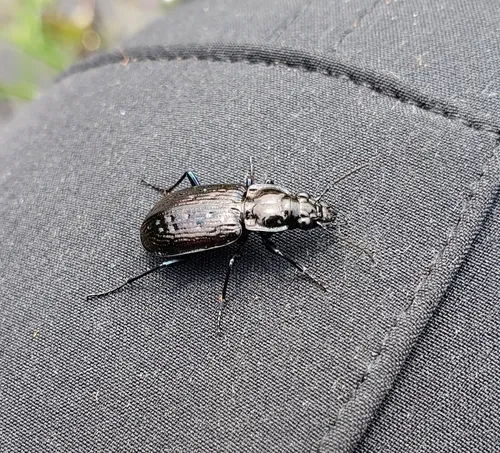 Blethisa quadricollis