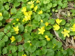 creeping Jenny thumbnail 5