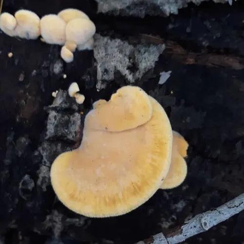 Stinking Orange Oyster