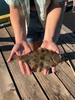 Butter Sole thumbnail 3