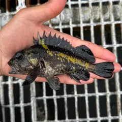 China Rockfish thumbnail 4