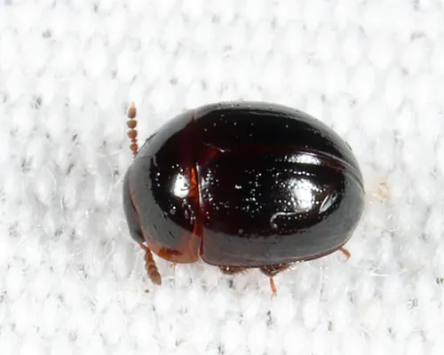 Anisotoma discolor