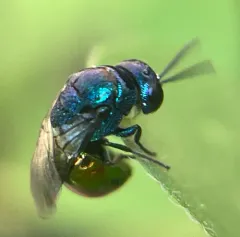 Omalus biaccinctus thumbnail 4