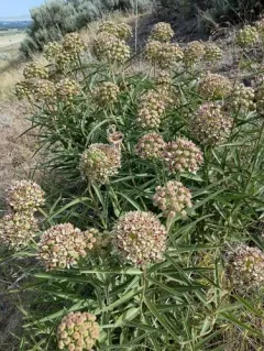 Antelopehorn Milkweed thumbnail 4