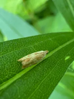 Sycamore Leaffolder Moth thumbnail 1