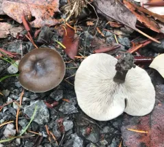 Melanoleuca humilis thumbnail 4