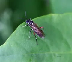 Privet Sawfly thumbnail 3