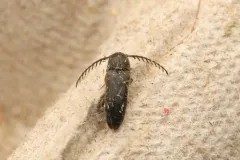Microrhagus pectinatus thumbnail 3