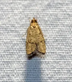 Oak Leaftier Moth thumbnail 2