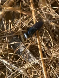 Dryudella caerulea thumbnail 2