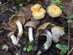 Cortinarius infractiflavus thumbnail 3