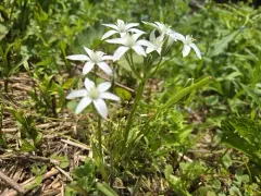 Star of Bethlehem thumbnail 1