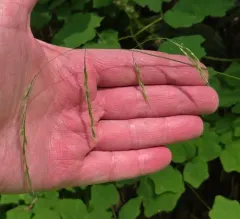 crinkle-awn fescue thumbnail 4