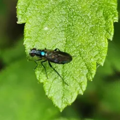Rhaphium melampus thumbnail 4