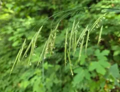 columbia brome thumbnail 3