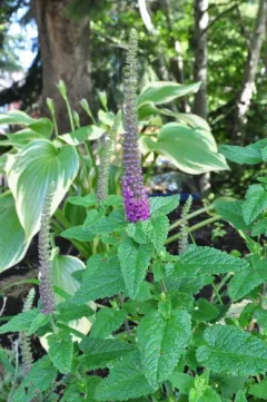 Teucrium hircanicum thumbnail 3