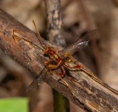 Grotea anguina thumbnail 3
