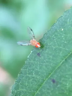 Leucophenga varia thumbnail 4