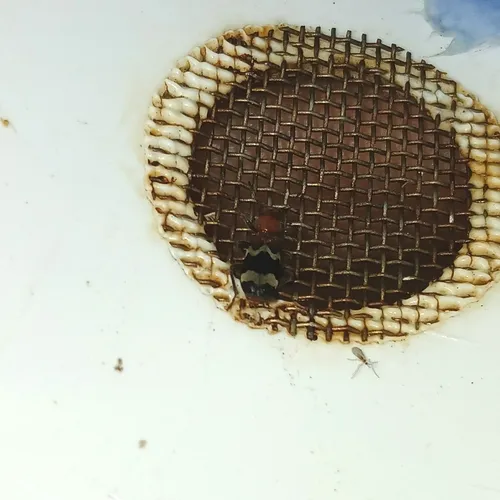 Wavering Checkered Beetle