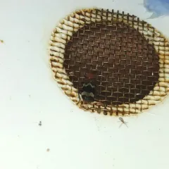 Wavering Checkered Beetle thumbnail 1