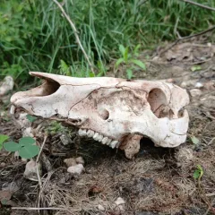 Wild Boar thumbnail 2