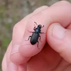 Aspen stag beetle (eastern) thumbnail 1
