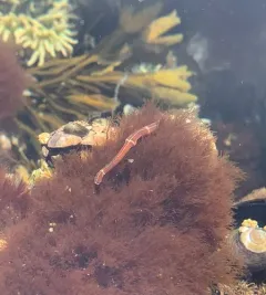 Six-lined Ribbon Worm thumbnail 2