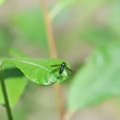 Sargus viridis thumbnail 2