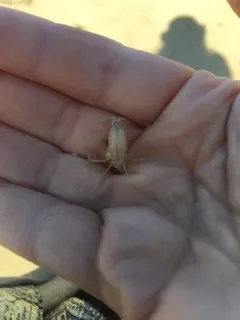Northern Big-eyed Sandhopper thumbnail 2