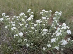 Snake River Cryptantha thumbnail 4