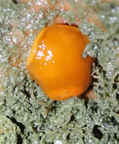 Red Aldisa thumbnail 4