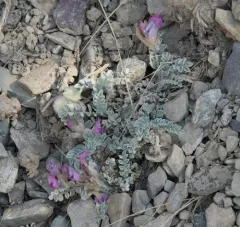 Utah Milkvetch thumbnail 3
