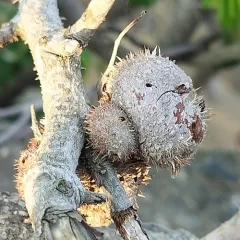 Diplolepis spinosa thumbnail 4