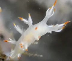 White Dendronotus thumbnail 4