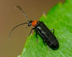 Silis percomis thumbnail 1