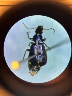 Philophuga viridis thumbnail 3