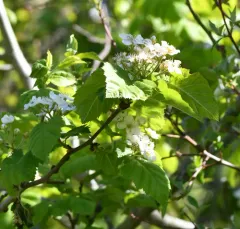 downy hawthorn thumbnail 4