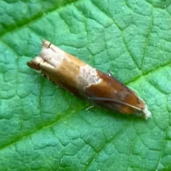 Two-toned Ancylis Moth thumbnail 1