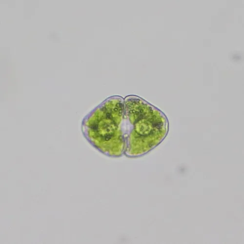 Cosmarium granatum