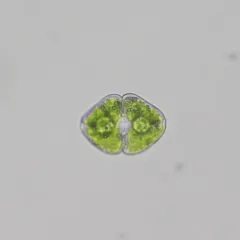 Cosmarium granatum thumbnail 1