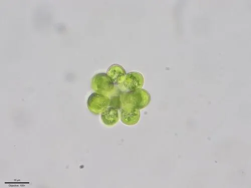 Coelastrum astroideum