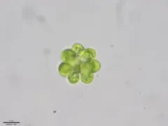 Coelastrum astroideum thumbnail 1