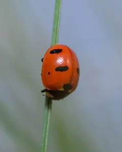 Satellite Lady Beetle thumbnail 3