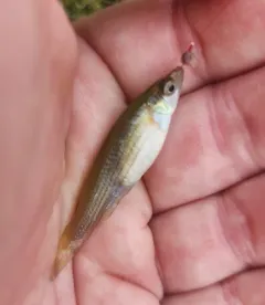 Northern Starhead Topminnow thumbnail 4