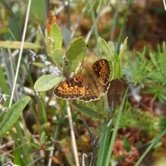 Bog Fritillary thumbnail 1