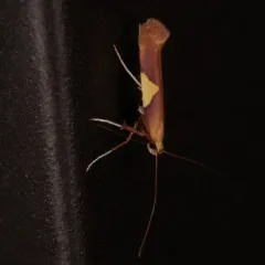Caloptilia packardella thumbnail 2